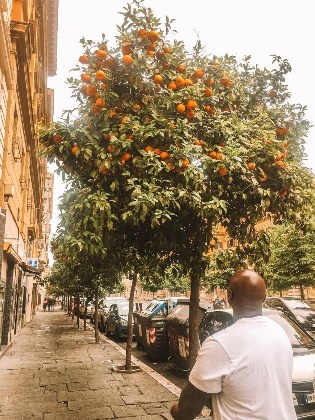 Man looking at a orange fruit tree